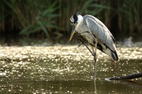 4449 Ardea cinerea (Airone cenerino)
